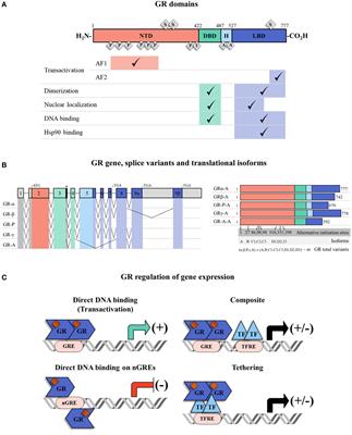 Regulatory and Mechanistic Actions of Glucocorticoids on T and Inflammatory Cells